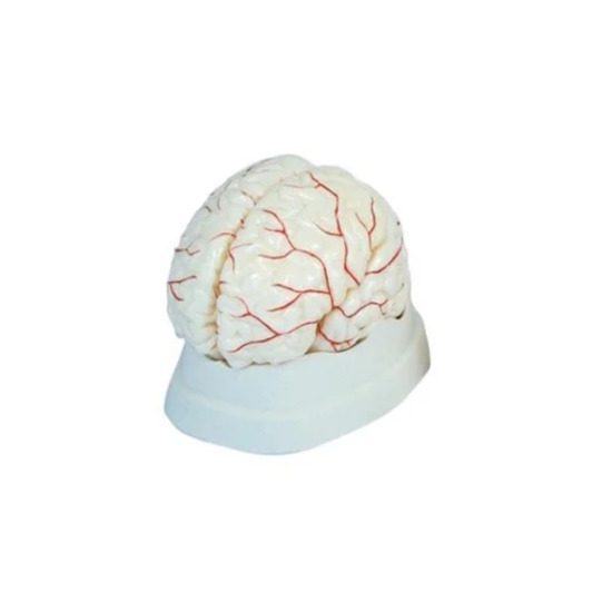 Brain with Arteries Models