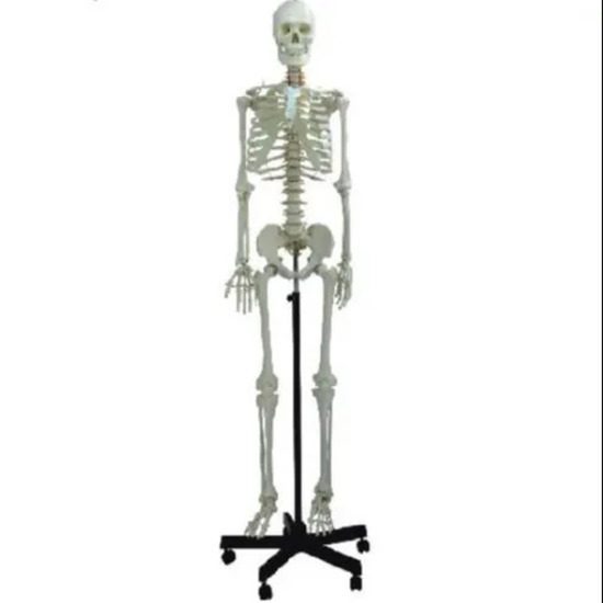 Human Skeleton Male Life Size Articulated