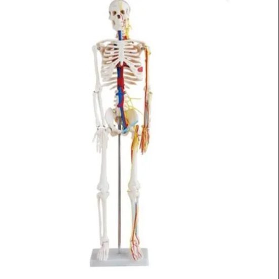 Human Skeleton Medium Size