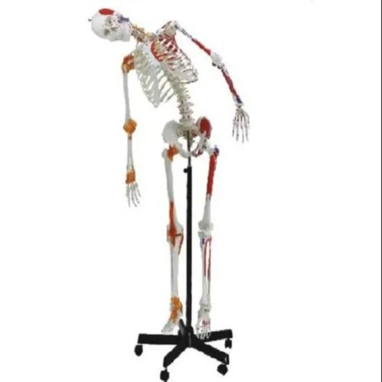 Human Skeleton with Muscle Insertion & Ligaments with Flexible Spine