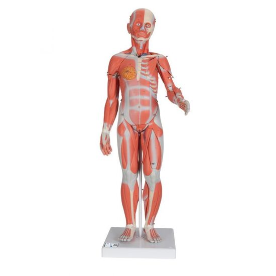 1/2 Life-Size Complete Human Dual Sex Muscle Model, 33 part – 3B Smart Anatomy