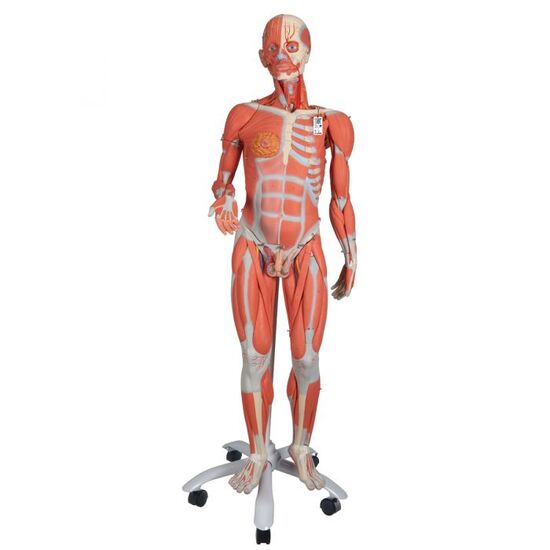 3/4 Life-Size Dual Sex Human Muscle Model on Metal Stand, 45-part – 3B Smart Anatomy