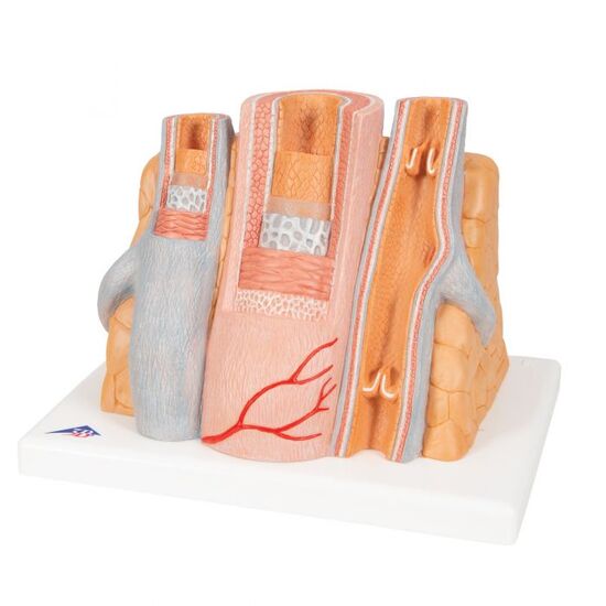 3B MICROanatomy™ Artery Vein Model, 14 times Enlarged – 3B Smart Anatomy