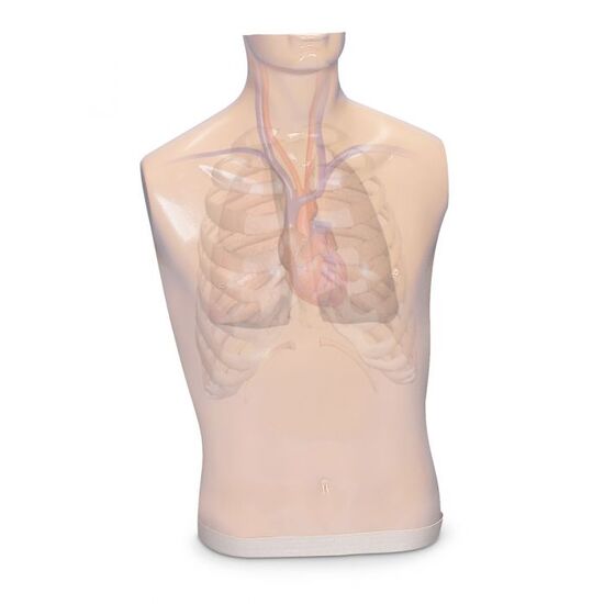 Additional Body for Auscultation Trainer and Smartscope