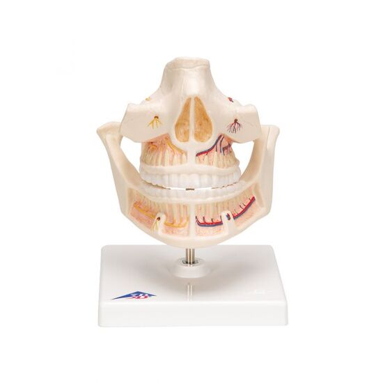 Adult Denture Model with Nerves and Roots – 3B Smart Anatomy