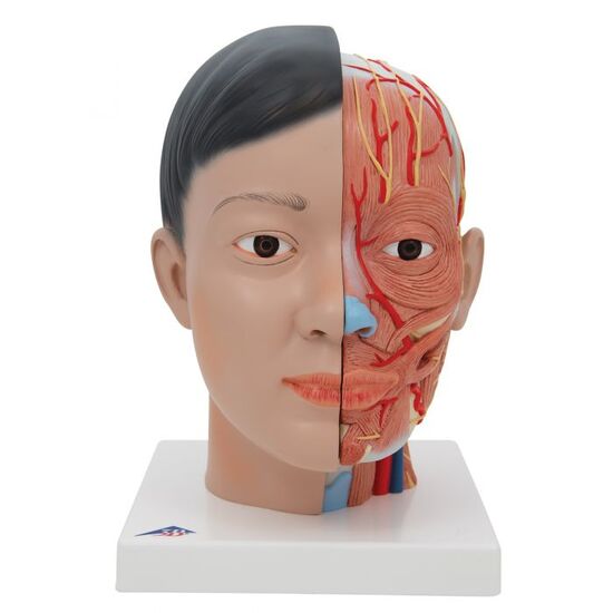 Asian Deluxe Head Model with Neck, 4 part – 3B Smart Anatomy