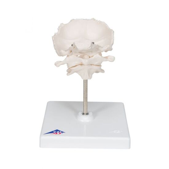 Atlas & Axis Model with Occipital Plate, Wire Mounted, on Removable Stand – 3B Smart Anatomy