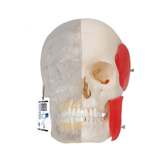 BONElike Human Skull Model, Half Transparent & Half Bony, 8 part – 3B Smart Anatomy