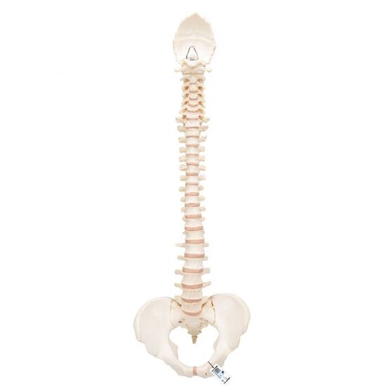 BONElike™ Human Vertebral Column Model – 3B Smart Anatomy