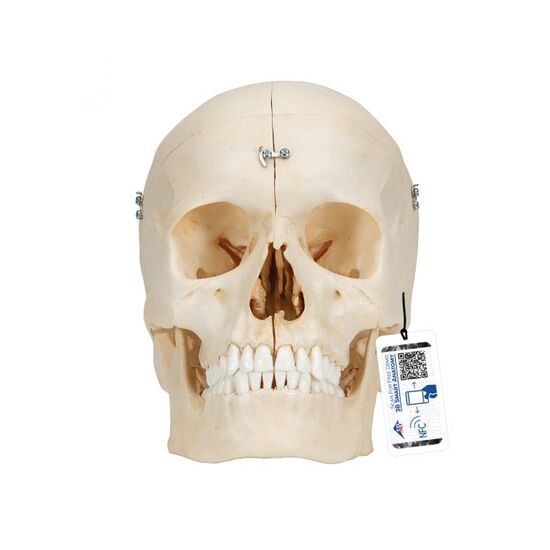 BONElike™ Human Bony Skull Model, 6 part – 3B Smart Anatomy