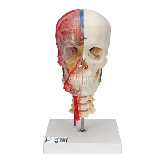 BONElike Human Skull Model, Half Transparent & Half Bony, Complete with Brain & Vertebrae – 3B Smart Anatomy