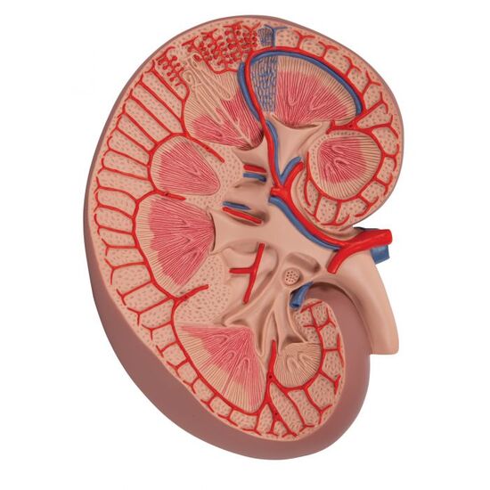 Basic Kidney Section Model, 3 times Full-Size – 3B Smart Anatomy