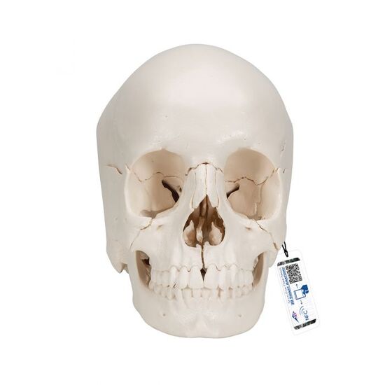 Beauchene Adult Human Skull Model, Bone Colored Version, 22 part – 3B Smart Anatomy