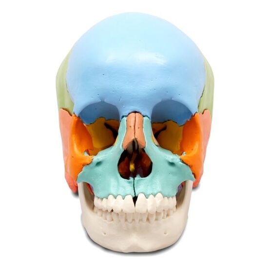 Beauchene Adult Human Skull Model, Didactic Colored Version, 22 part – 3B Smart Anatomy