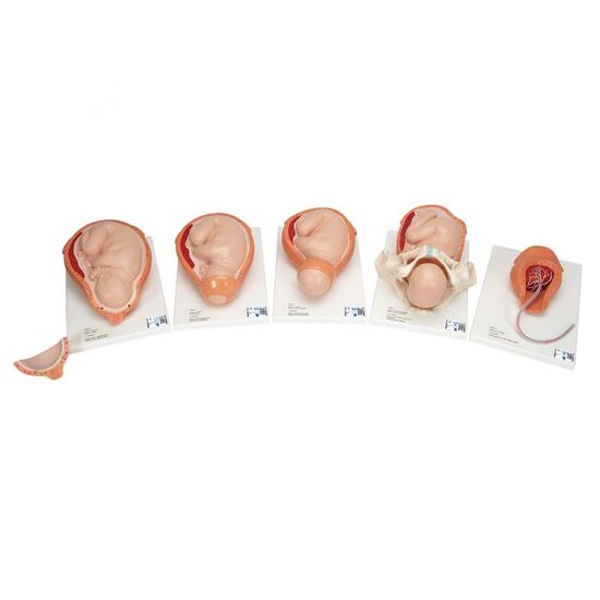 Birthing Process Model with 5 Stages – 3B Smart Anatomy