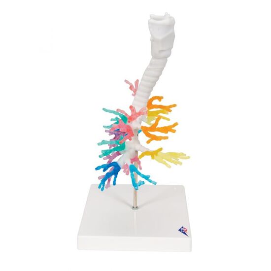 CT Bronchial Tree Model with Larynx – 3B Smart Anatomy