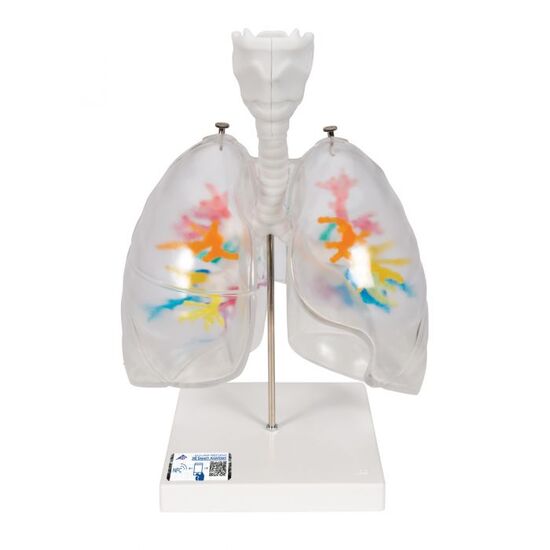 CT Bronchial Tree Model with Larynx & Transparent Lungs – 3B Smart Anatomy