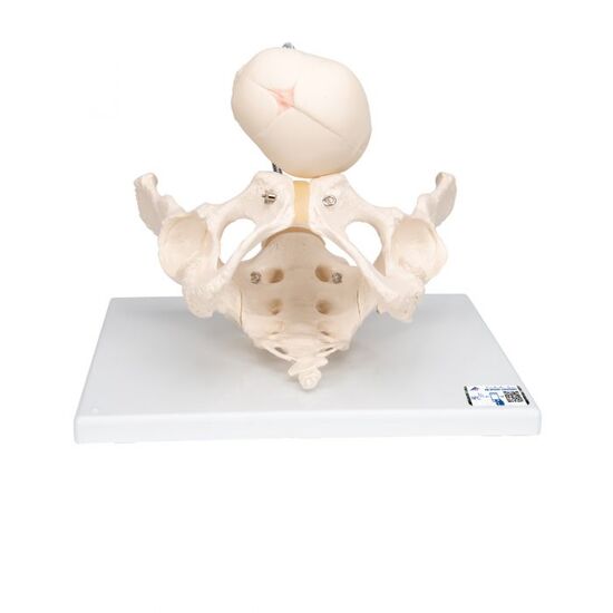 Childbirth Demonstration Pelvis Skeleton Model with Fetal Skull – 3B Smart Anatomy