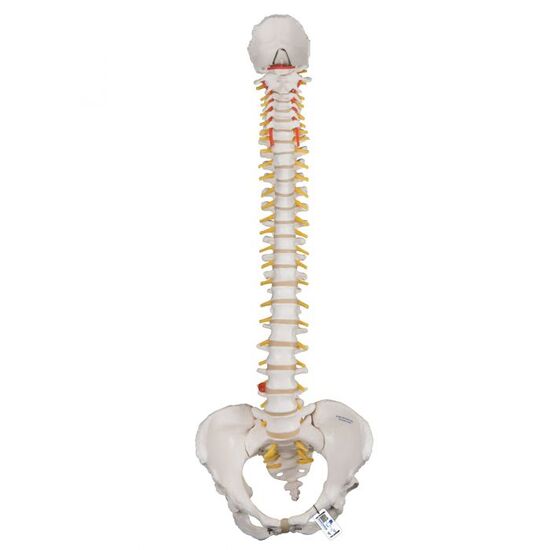 Classic Flexible Human Spine Model with Female Pelvis – 3B Smart Anatomy
