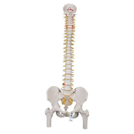 Classic Flexible Human Spine Model with Femur Heads – 3B Smart Anatomy