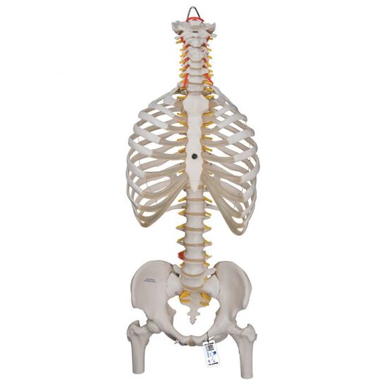 Classic Flexible Human Spine Model with Ribs & Femur Heads – 3B Smart Anatomy