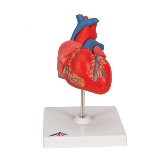 Classic Human Heart Model, 2 part – 3B Smart Anatomy