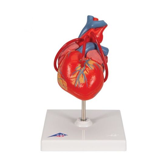 Classic Human Heart Model with Bypass, 2 part – 3B Smart Anatomy