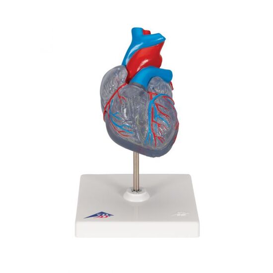 Classic Human Heart Model with Conducting System, 2 part – 3B Smart Anatomy