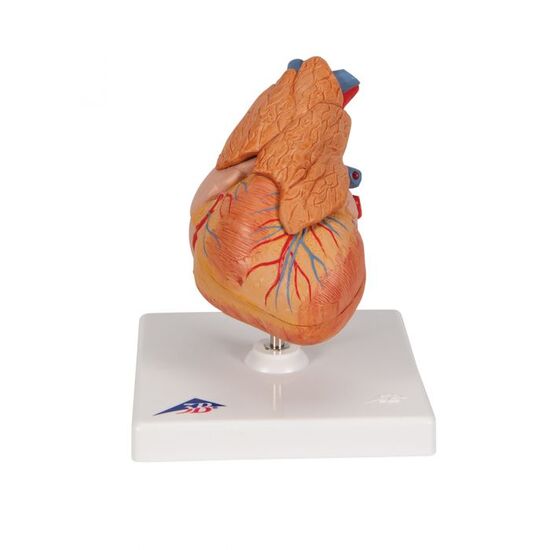 Classic Human Heart Model with Thymus, 3 part – 3B Smart Anatomy