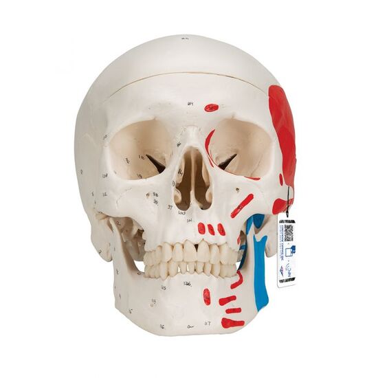 Classic Human Skull Model, 3 part – 3B Smart Anatomy