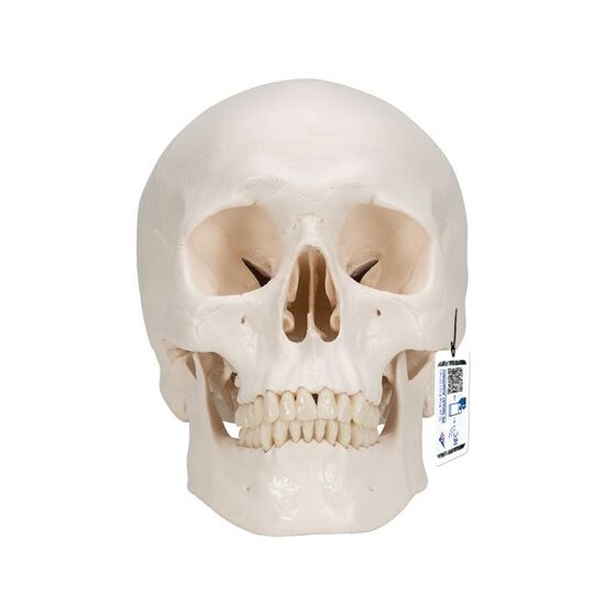 Classic Human Skull Model with Brain, 8-parts – 3B Smart Anatomy