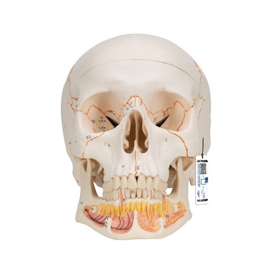 Classic Human Skull Model with Opened Lower Jaw, 3 part – 3B Smart Anatomy