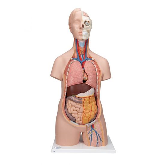 Classic Unisex Human Torso Model, 12 part – 3B Smart Anatomy