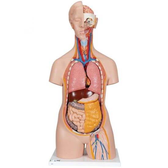 Classic Unisex Human Torso Model, 14 part – 3B Smart Anatomy