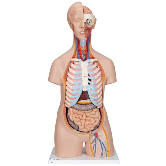 Classic Unisex Human Torso Model, 16 part – 3B Smart Anatomy