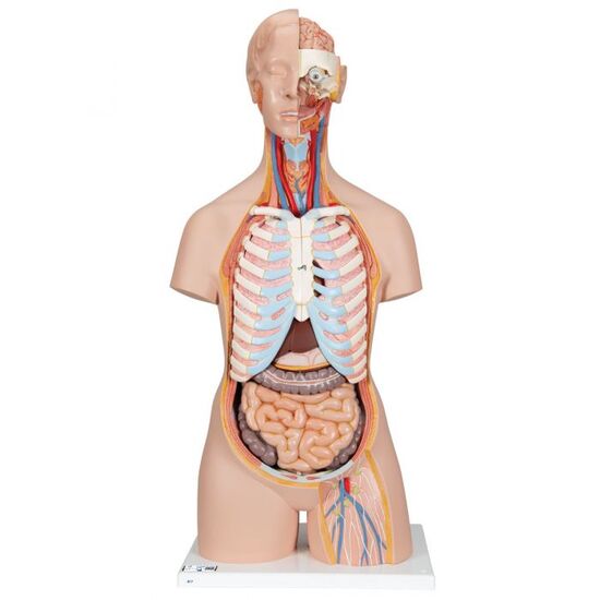 Classic Unisex Human Torso Model with Open Back, 21 part – 3B Smart Anatomy