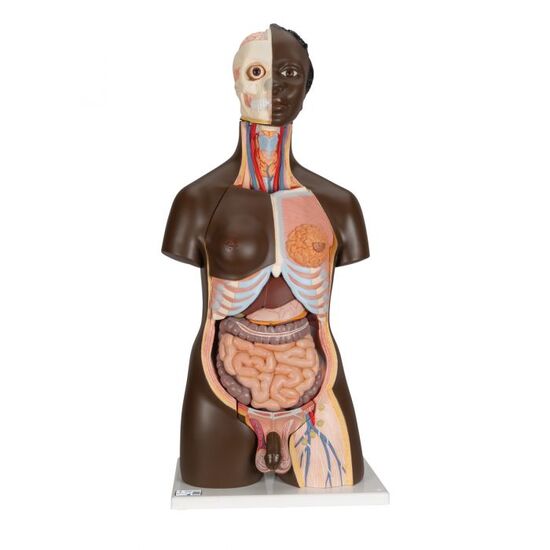 Deluxe Dual Sex African Torso Model, 24 part – 3B Smart Anatomy