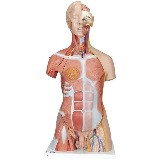 Deluxe Dual Sex Human Muscle Torso Model, 31 part – 3B Smart Anatomy