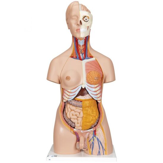 Deluxe Dual Sex Human Torso Model, 20 part – 3B Smart Anatomy