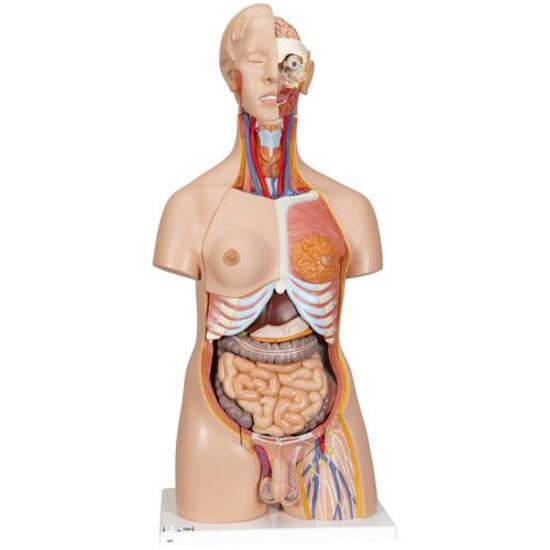 Deluxe Dual Sex Human Torso Model, 24 part – 3B Smart Anatomy