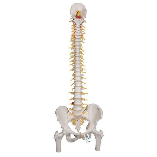 Deluxe Flexible Human Spine Model with Femur Heads & Sacral Opening – 3B Smart Anatomy