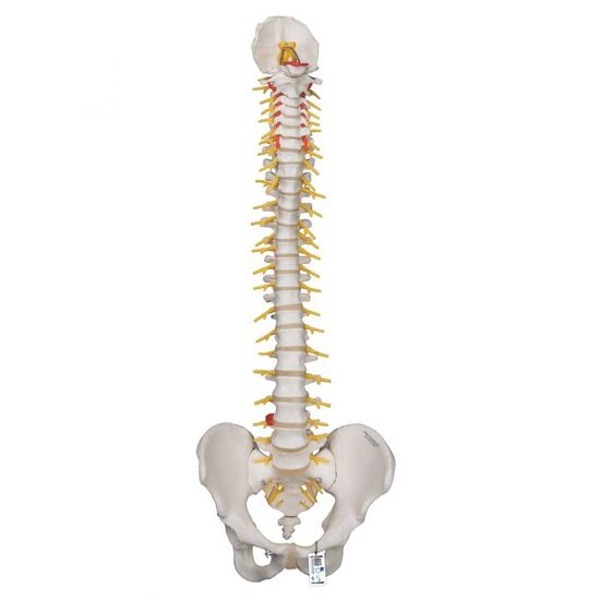Deluxe Flexible Human Spine Model with Sacral Opening – 3B Smart Anatomy