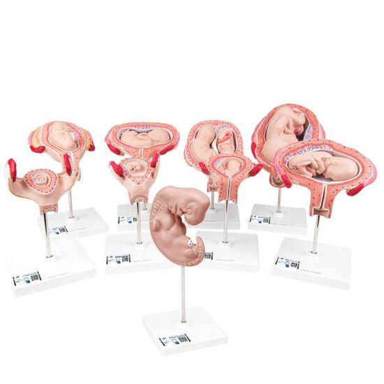 Deluxe Pregnancy Models Series, 9 Individual Embryo & Fetus Models – 3B Smart Anatomy