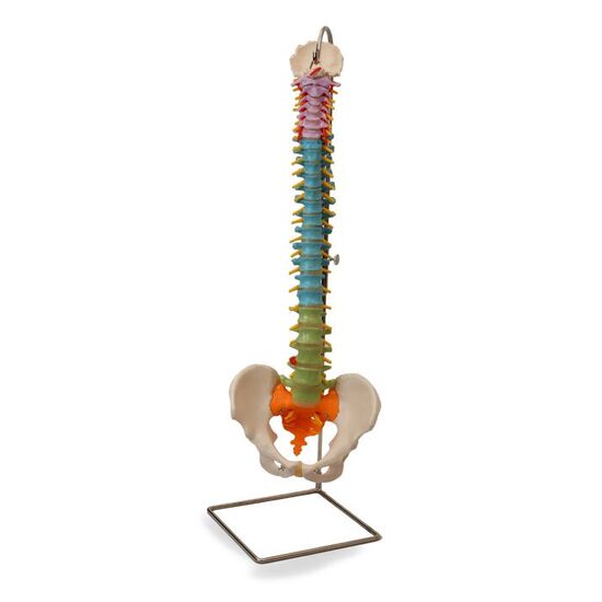 Didactic Flexible Human Spine Model – 3B Smart Anatomy