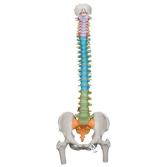 Didactic Flexible Human Spine Model with Femur Heads – 3B Smart Anatomy