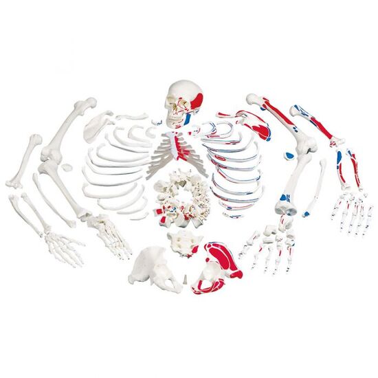 Disarticulated Human Skeleton Model with Painted Muscles, Complete with 3-part Skull – 3B Smart Anatomy