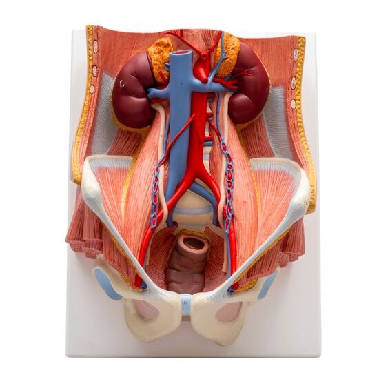 Dual Sex Urinary System Model, 6 part – 3B Smart Anatomy