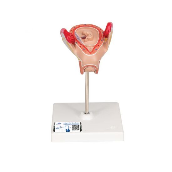 Embryo Model, 2nd Month – 3B Smart Anatomy