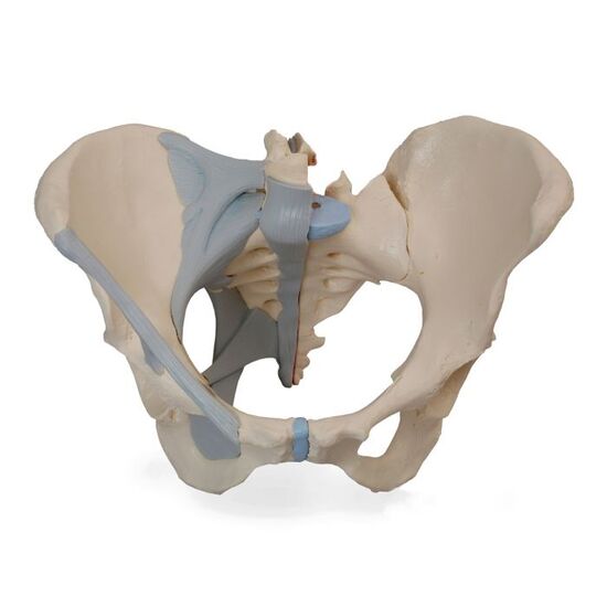 Female Pelvis Skeleton Model with Ligaments, 3 part – 3B Smart Anatomy