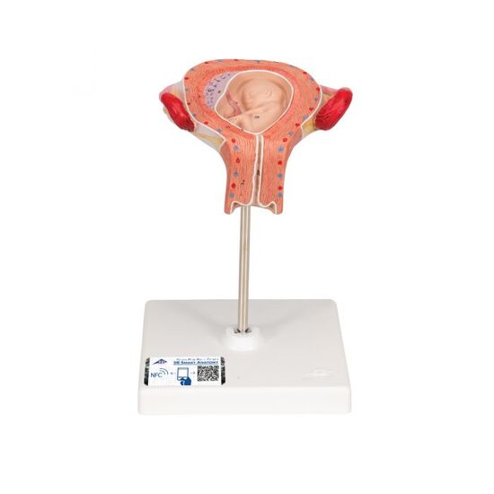 Fetus Model, 3rd Month – 3B Smart Anatomy